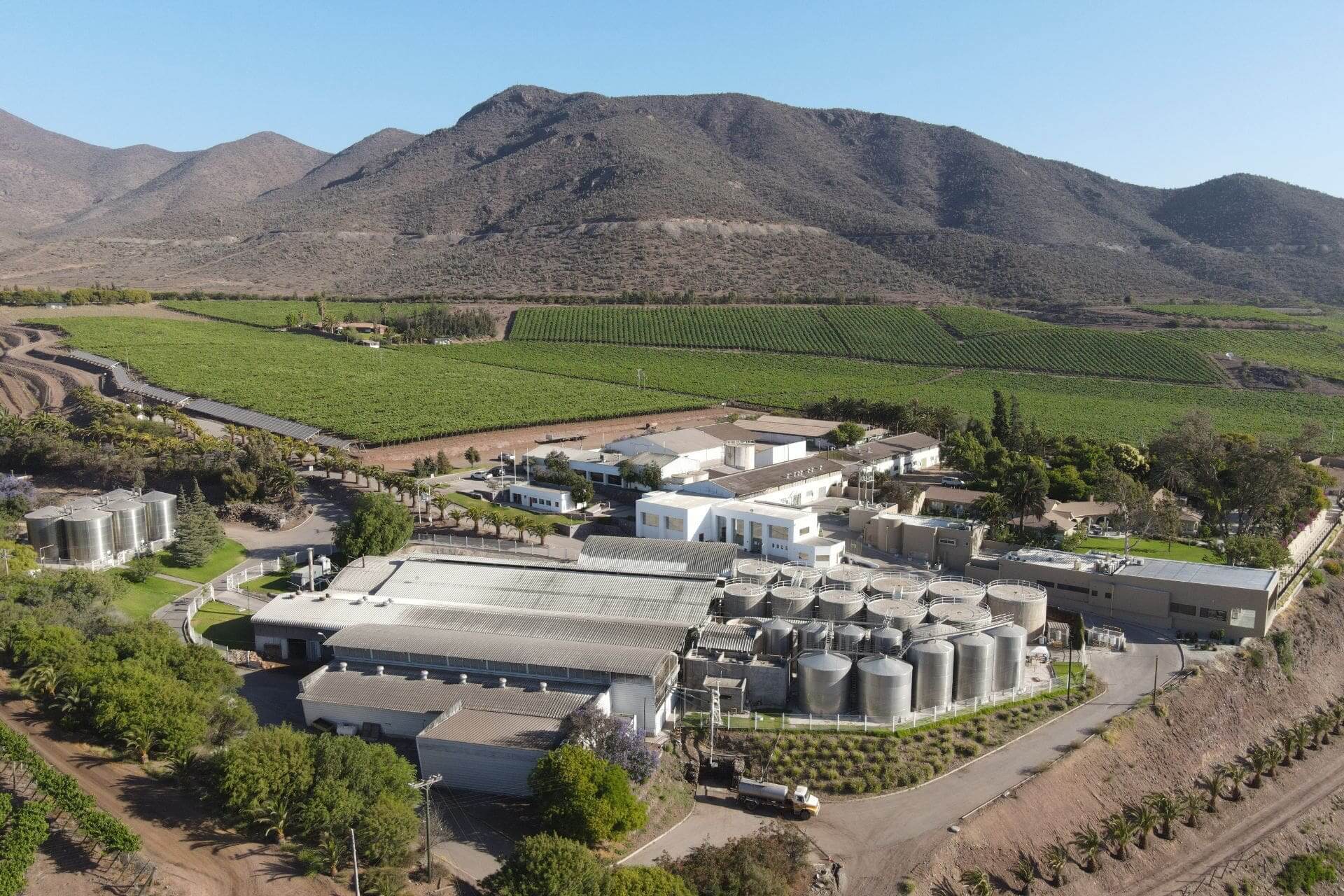 Viñedos del Ovalle, Valle del Limarí, Región de Coquimbo